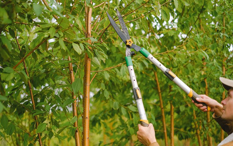 Tree trimming in Plainview, NY